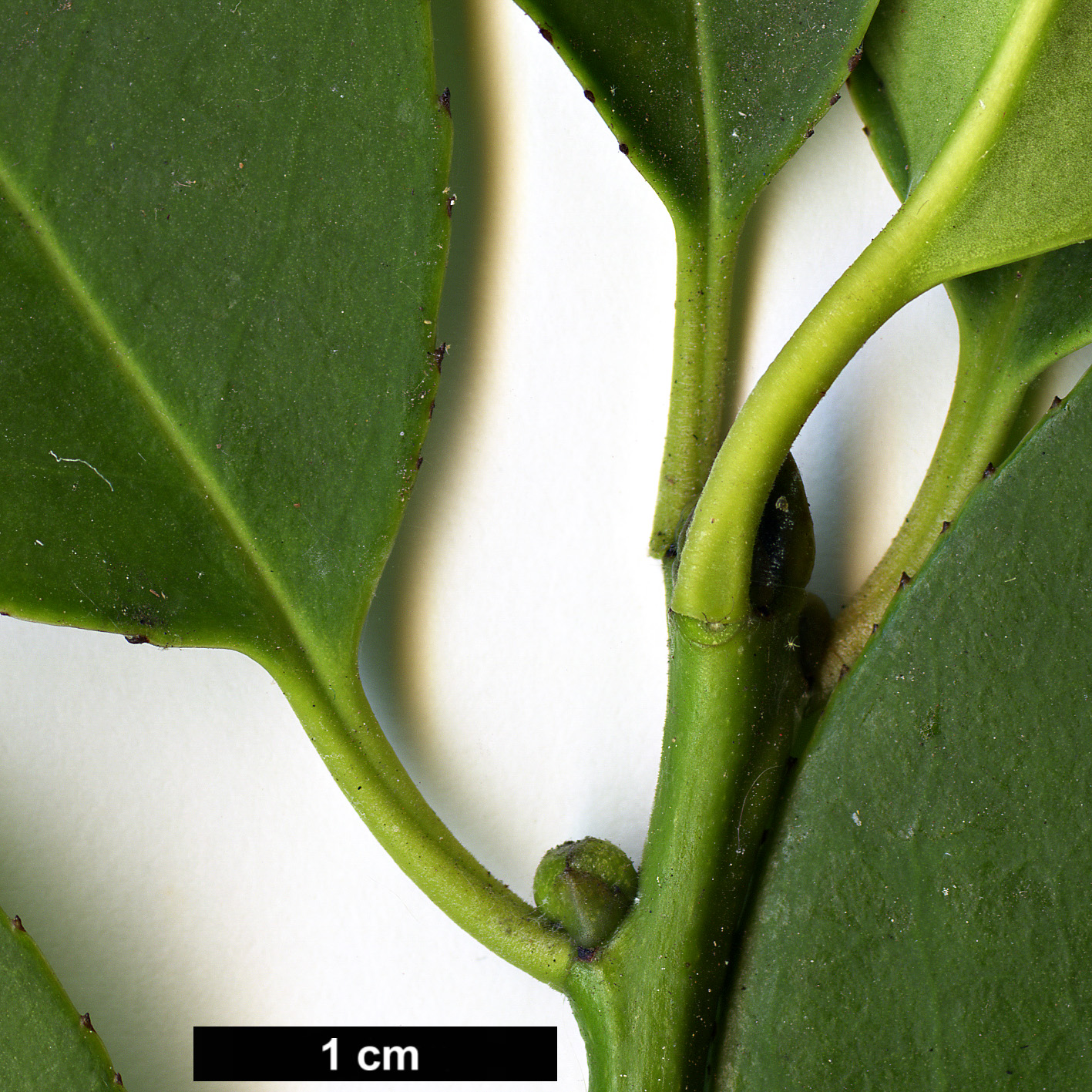 High resolution image: Family: Aquifoliaceae - Genus: Ilex - Taxon: fargesii - SpeciesSub: subsp. melanotricha